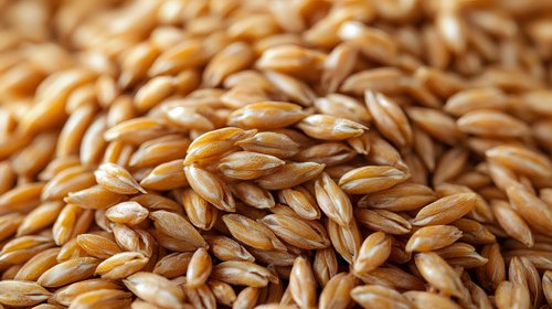 Golden brown barley grains in macro close up view showing natural texture and pattern of raw cereal crop, agricultural harvest background for food industry.